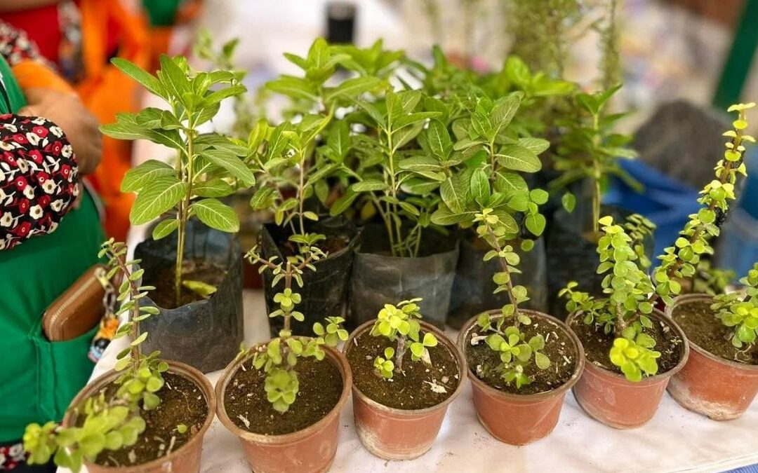Torreón Establece un Nuevo Récord de Árboles Plantados en 2025