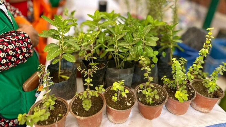Torreón Establece un Nuevo Récord de Árboles Plantados en 2025