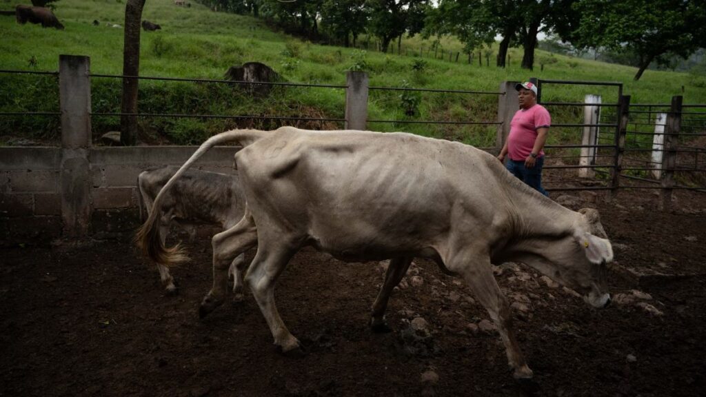 Oaxaca Refuerza la Vigilancia Sanitaria ante Casos Confirmados de Gusano Barrenador en Humanos