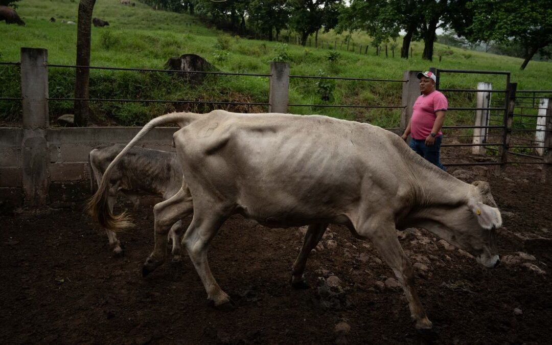 Oaxaca Refuerza la Vigilancia Sanitaria ante Casos Confirmados de Gusano Barrenador en Humanos