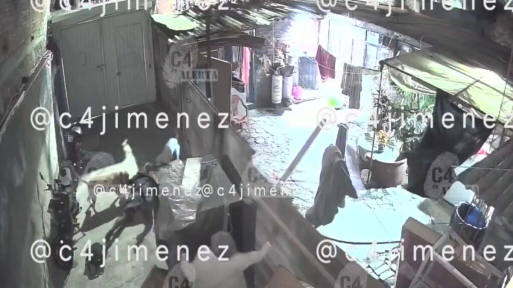 Ataque de perros pitbulls en Tláhuac: Ana sufre lesiones graves