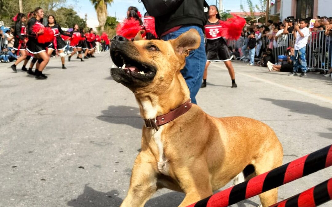 Ayuda para encontrar al perro bailarín de San Pedro que conquistó La Laguna