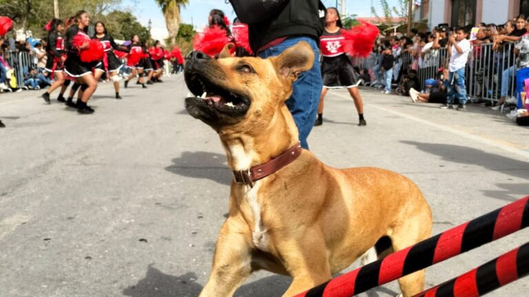 Ayuda para encontrar al perro bailarín de San Pedro que conquistó La Laguna