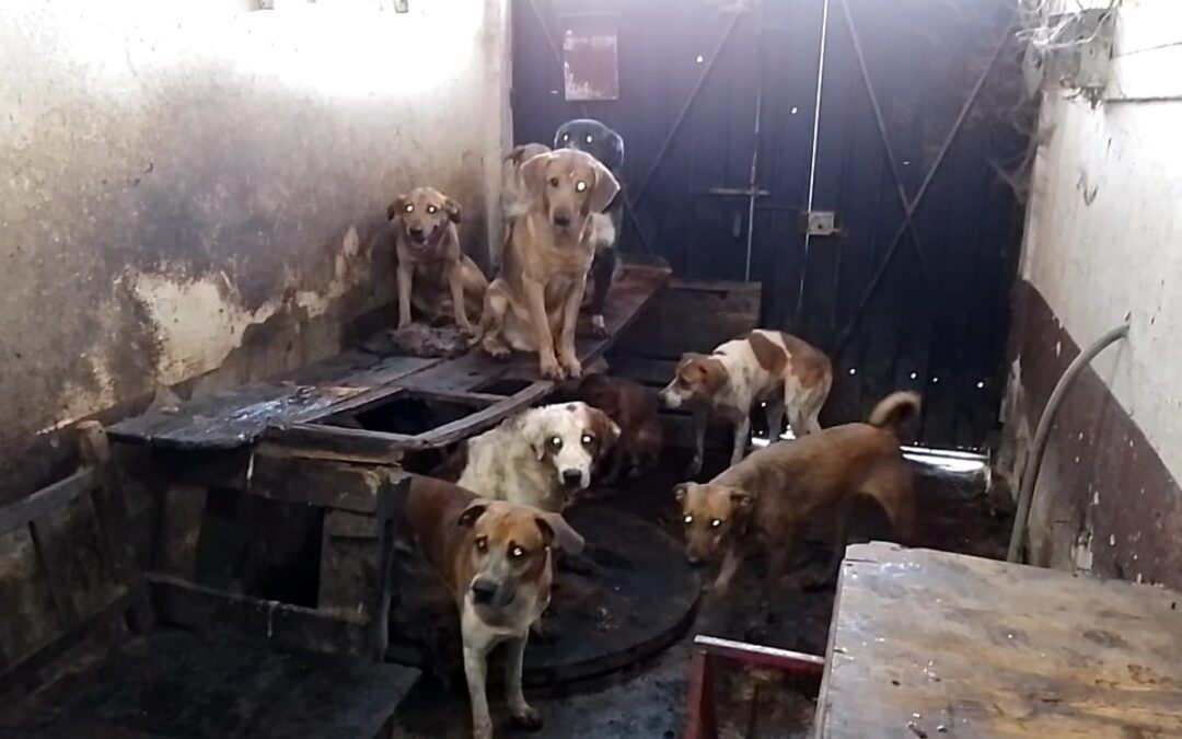 Tlaquepaque Aprueba Nuevas Sanciones por Maltrato Animal: Prohibido Cortar Orejas y Cola