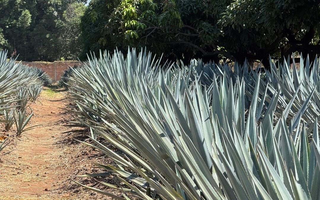 Explora los Pueblos Mágicos: el impulsor del turismo en Jalisco para el cierre de año