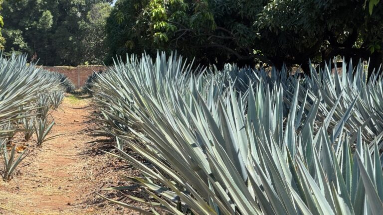 Explora los Pueblos Mágicos: el impulsor del turismo en Jalisco para el cierre de año