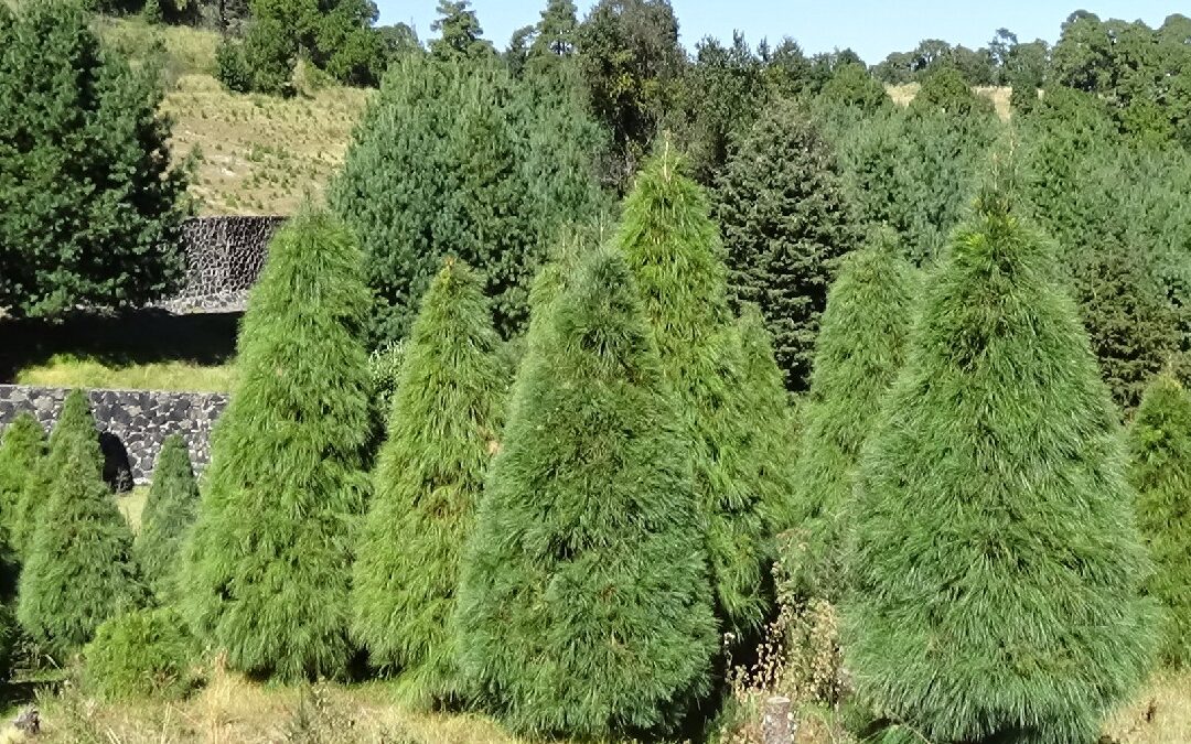 Descubre los Mejores Árboles de Navidad Naturales en Querétaro para Navidad 2025
