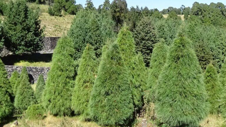 Descubre los Mejores Árboles de Navidad Naturales en Querétaro para Navidad 2025