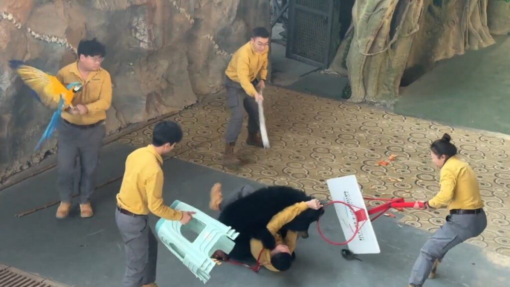 Incidente con Oso Negro: Ataca a Cuidador en Espectáculo de Safari en Zoológico de Stockton