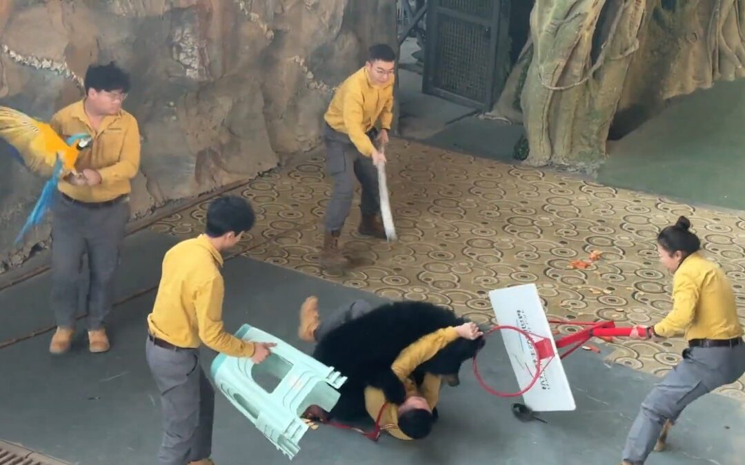 Incidente con Oso Negro: Ataca a Cuidador en Espectáculo de Safari en Zoológico de Stockton
