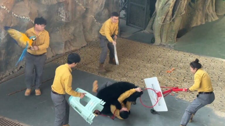 Incidente con Oso Negro: Ataca a Cuidador en Espectáculo de Safari en Zoológico de Stockton