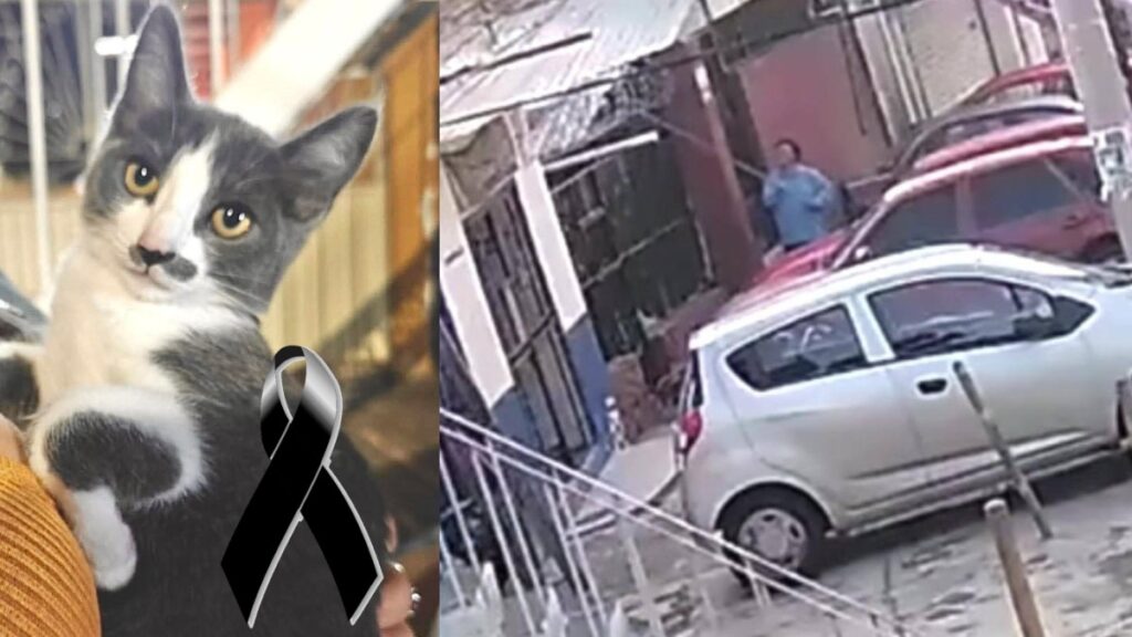 Gerónimo N: Vinculan a Proceso al Exfuncionario por la Muerte del Gatito Gary en Guanajuato