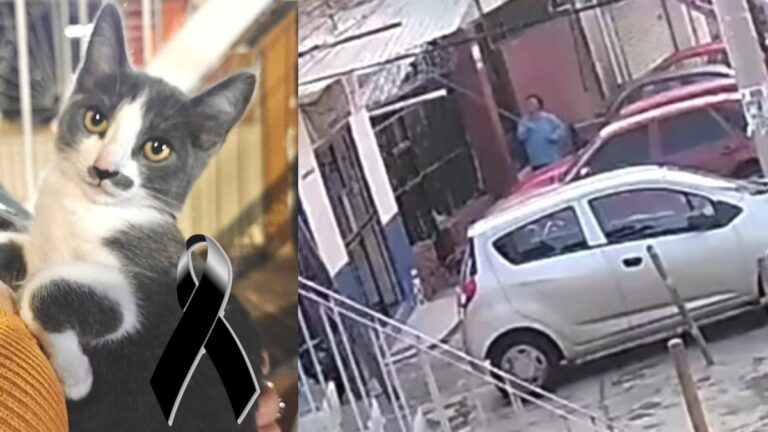 Gerónimo N: Vinculan a Proceso al Exfuncionario por la Muerte del Gatito Gary en Guanajuato