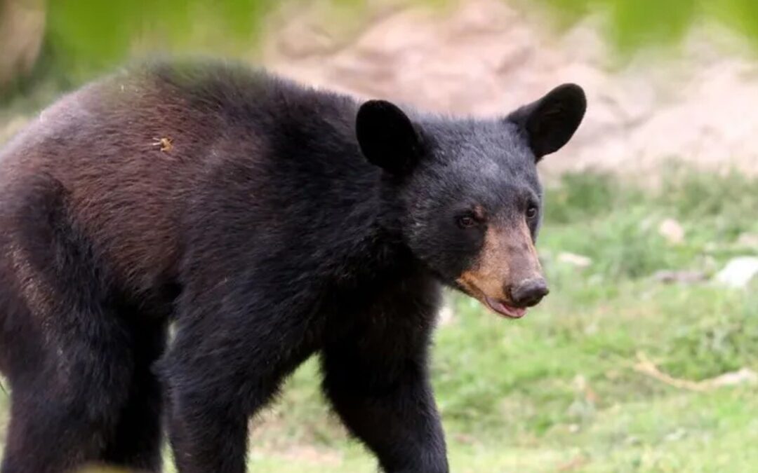 Ataque de Oso a Cuidador Durante Show: Un Debate en Redes Sociales sobre Seguridad