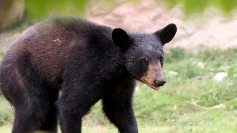 Ataque de Oso a Cuidador Durante Show: Un Debate en Redes Sociales sobre Seguridad