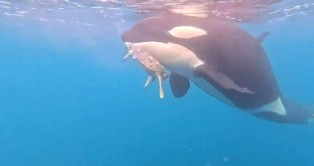 Orcas Devoran Tortuga Marina: Impactante Video Captado por Pescadores en Colima