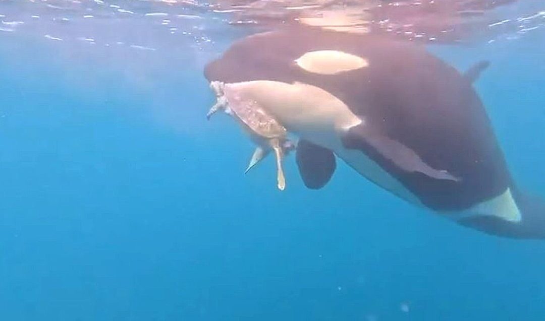 Orcas Devoran Tortuga Marina: Impactante Video Captado por Pescadores en Colima