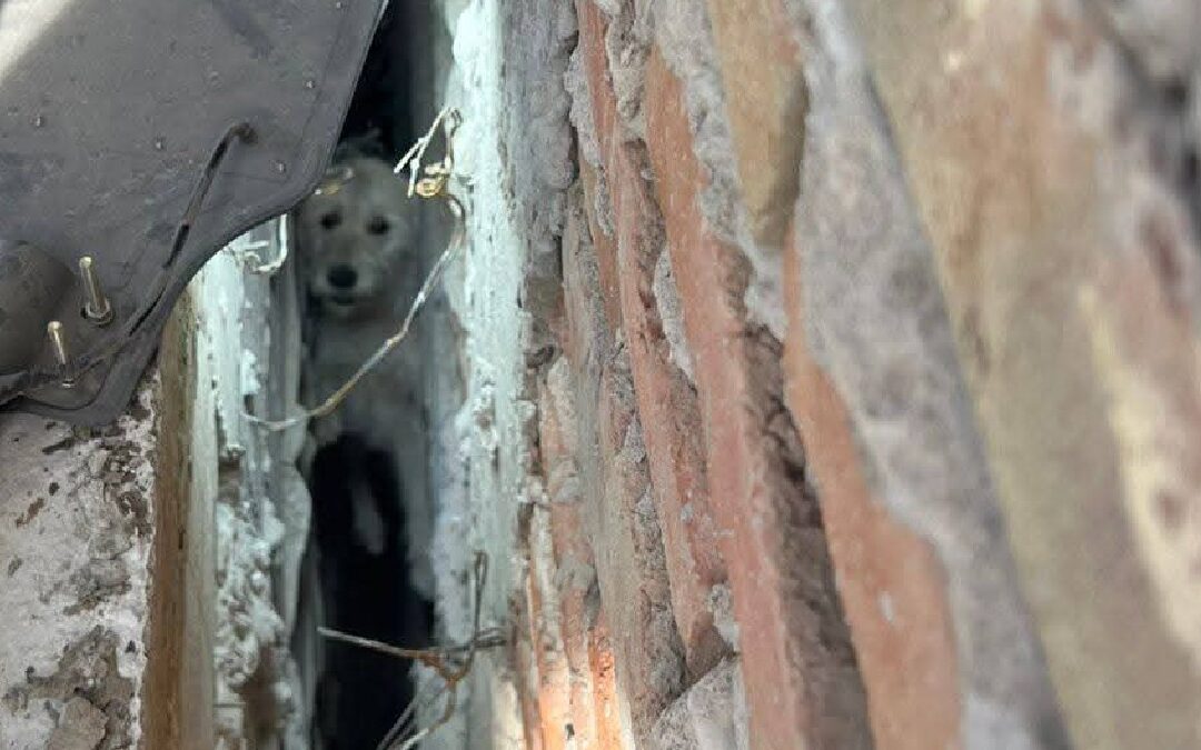 Heroico rescate de un perrito atrapado en zanja de construcción en San Pedro
