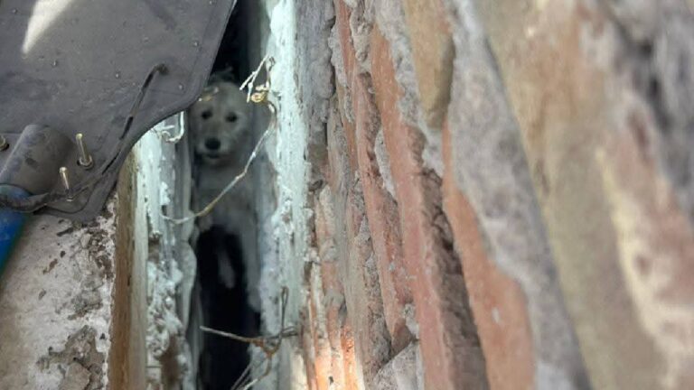 Heroico rescate de un perrito atrapado en zanja de construcción en San Pedro