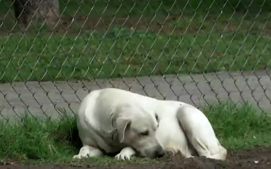 Guanajuato Marca un Récord en Maltrato Animal: Fiscalía Recibe Hasta 14 Denuncias Mensuales