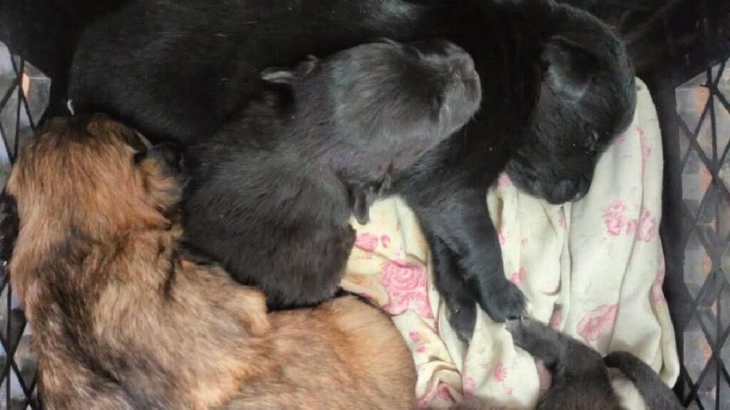 Cachorritos en Adopción: Bomberos Colón Busca Familias Responsables