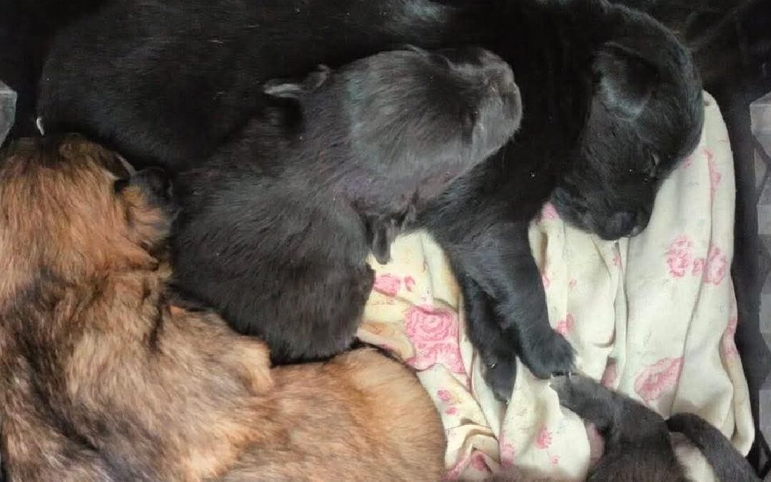 Cachorritos en Adopción: Bomberos Colón Busca Familias Responsables