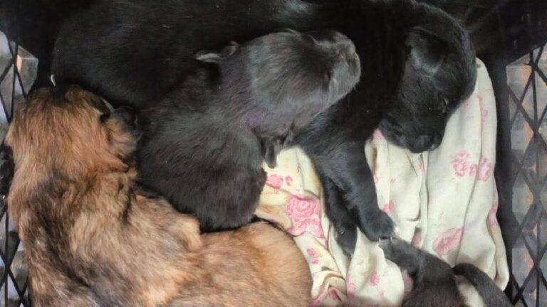 Cachorritos en Adopción: Bomberos Colón Busca Familias Responsables
