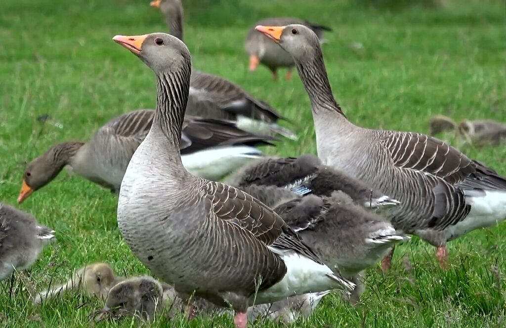 Alerta por Gripe Aviar en Gansos de Salina: Casos de HPAI Confirmados