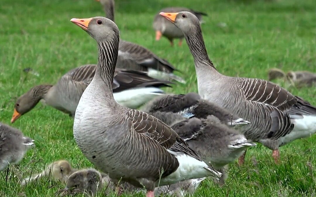 Alerta por Gripe Aviar en Gansos de Salina: Casos de HPAI Confirmados