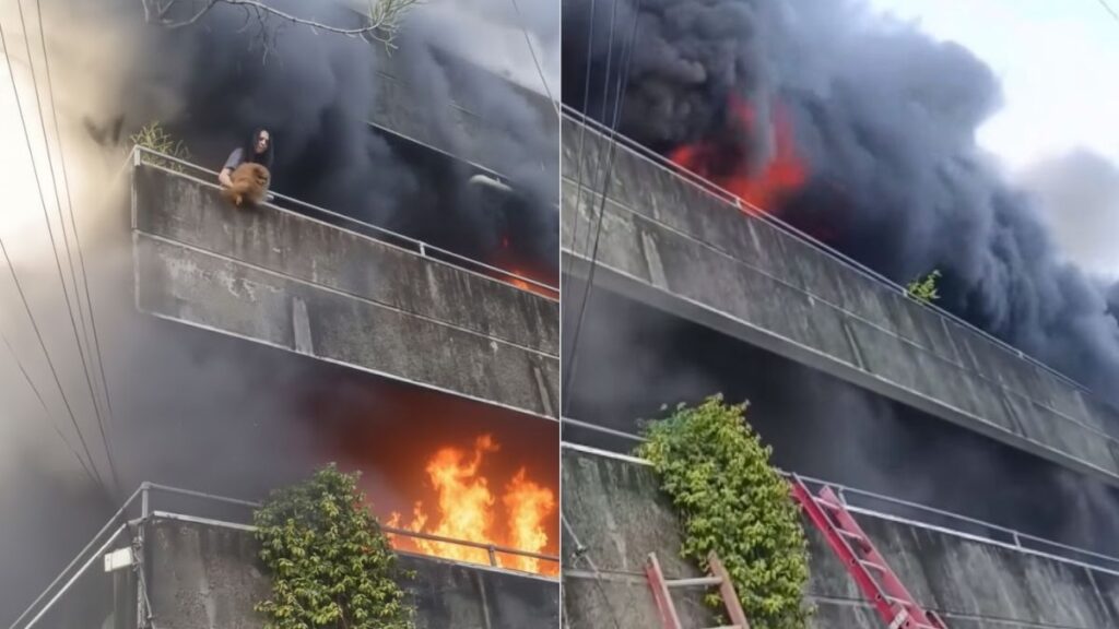 Heroína de Stockton arriesga su vida para salvar a sus perritos del incendio