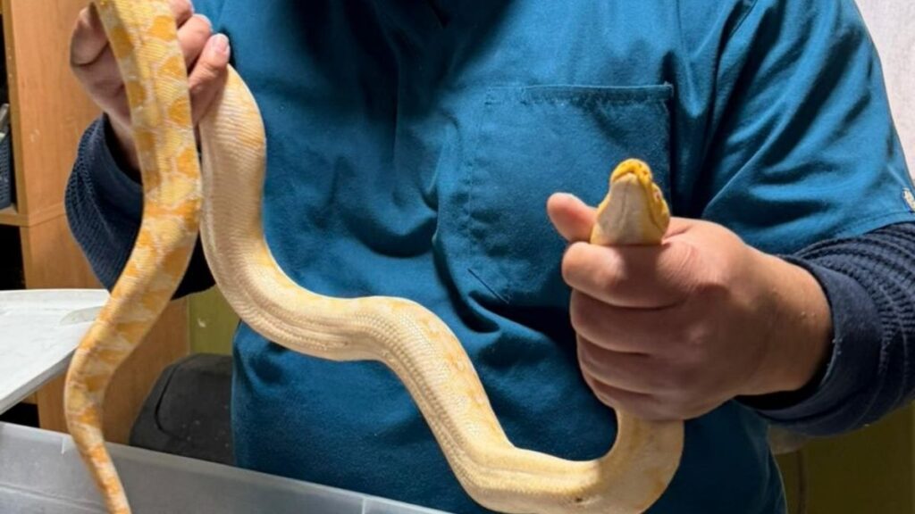 Rescatan y Devuelven Pitón a Hombre en Gómez Palacio: Un Caso de Salvaguarda de Animales Silvestres