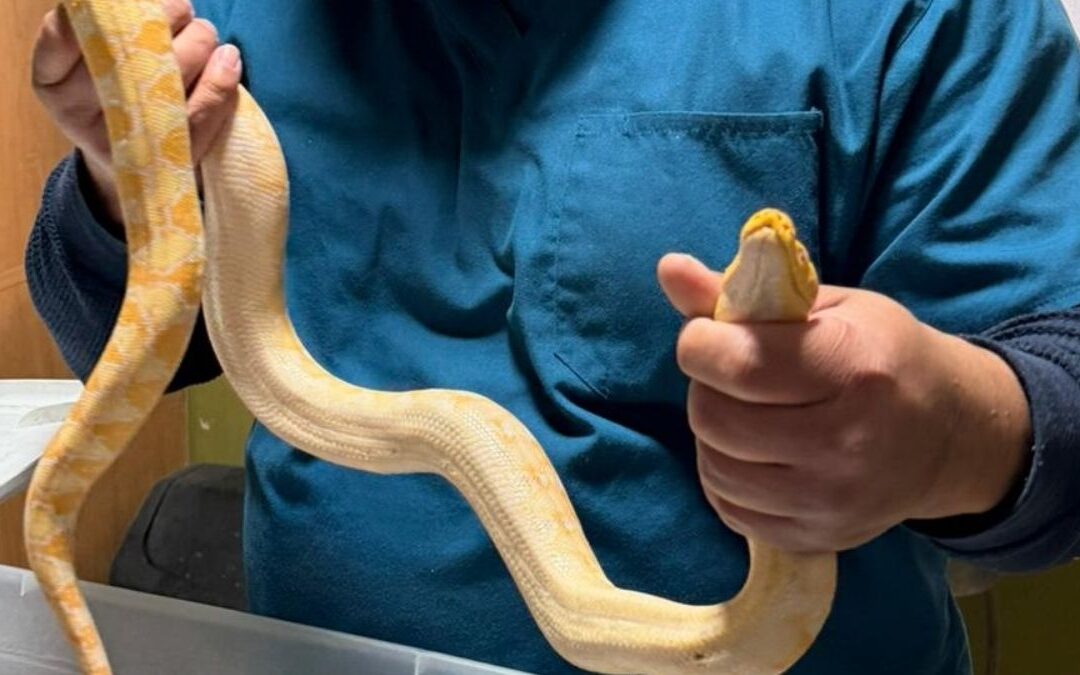 Rescatan y Devuelven Pitón a Hombre en Gómez Palacio: Un Caso de Salvaguarda de Animales Silvestres