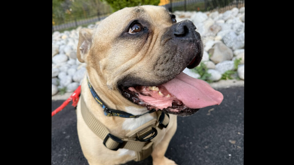 Crisis migratoria en Colorado: El aumento alarmante del abandono de mascotas