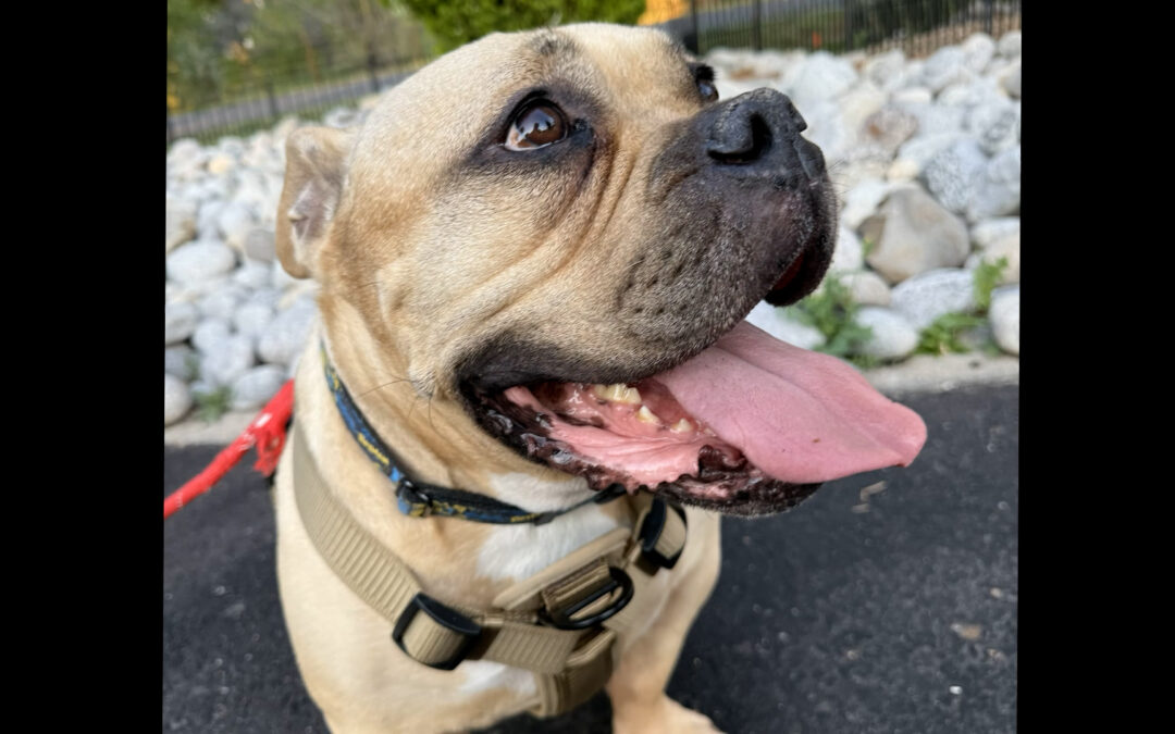 Crisis migratoria en Colorado: El aumento alarmante del abandono de mascotas