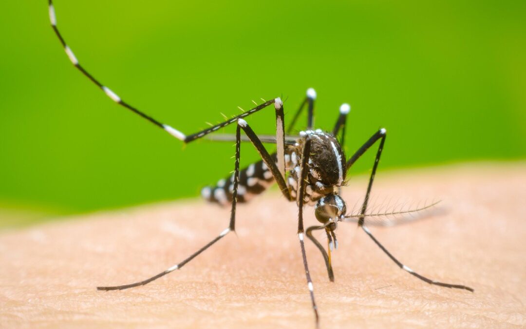 Dengue en Jalisco: ¿Aumentan o Disminuyen los Casos en el Tercer Lugar Nacional?