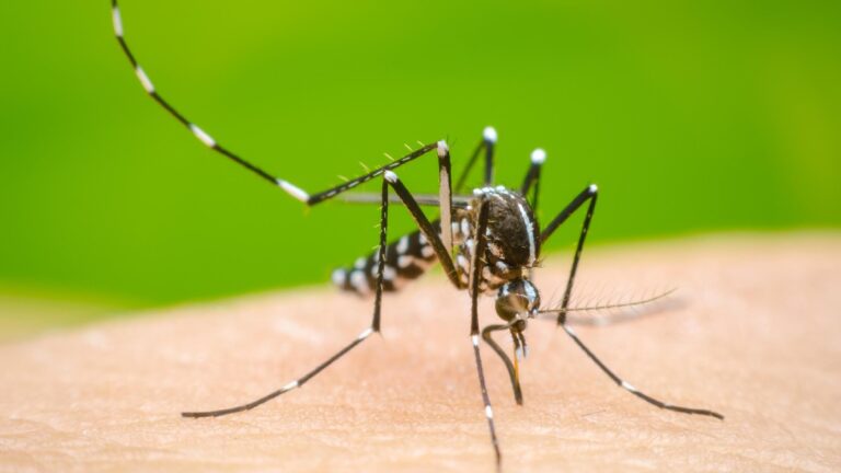 Dengue en Jalisco: ¿Aumentan o Disminuyen los Casos en el Tercer Lugar Nacional?
