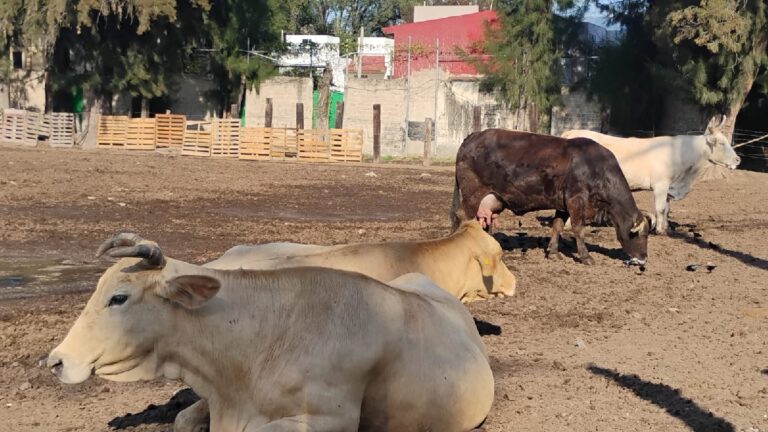 Foco de infección: Vecinos del fraccionamiento Tres Pinos en Tlaquepaque alertan sobre garrapatas y plagas