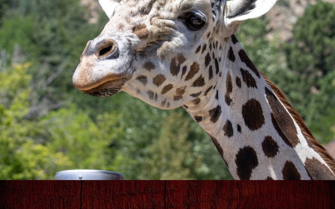 Muere Khalid, la Jirafa Emblemática del Zoológico Cheyenne Mountain a los 17 Años