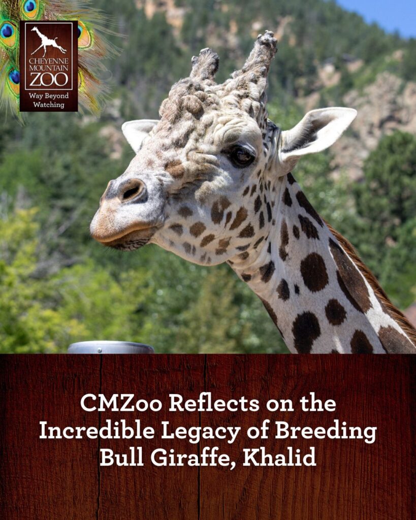 Muere Khalid, la Jirafa Emblemática del Zoológico Cheyenne Mountain a los 17 Años