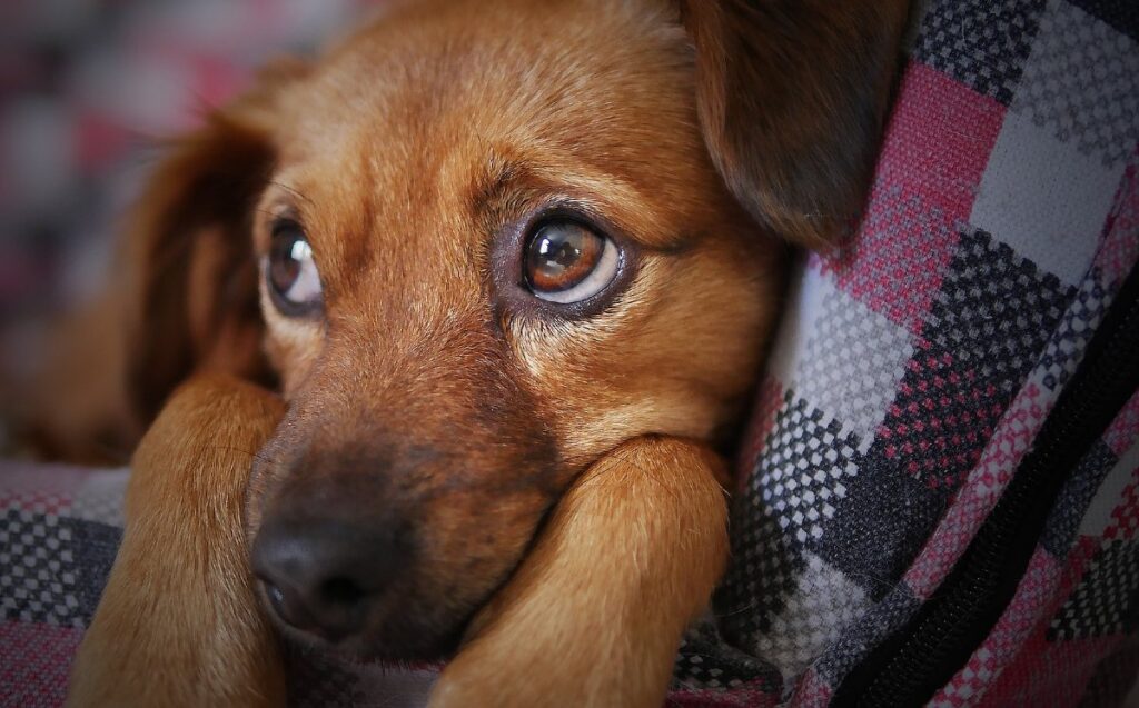Recomendaciones del Medio Ambiente de Nuevo León para el Cuidado de Mascotas en la Época Navideña