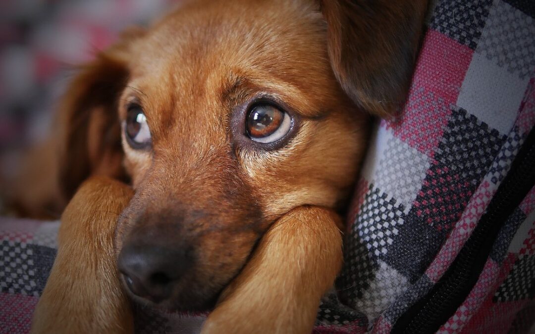 Recomendaciones del Medio Ambiente de Nuevo León para el Cuidado de Mascotas en la Época Navideña