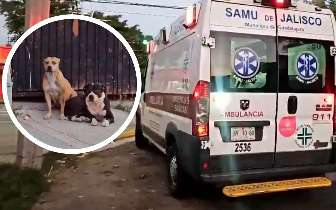 Perros peligrosos atacan a un hombre en Guadalajara: vecinos exigen responsabilidad del dueño