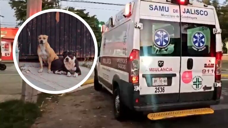 Perros peligrosos atacan a un hombre en Guadalajara: vecinos exigen responsabilidad del dueño