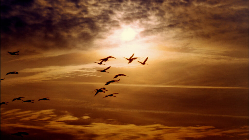 Gripe Aviar: La Migración Invernal Aumenta el Riesgo en Colorado