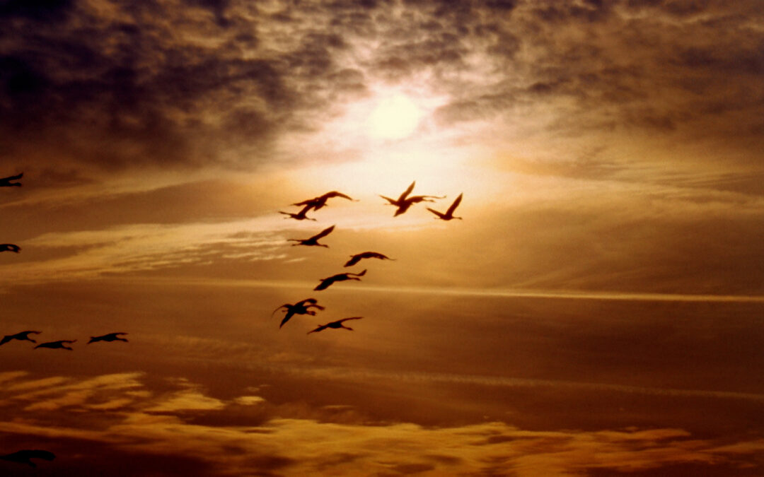 Gripe Aviar: La Migración Invernal Aumenta el Riesgo en Colorado