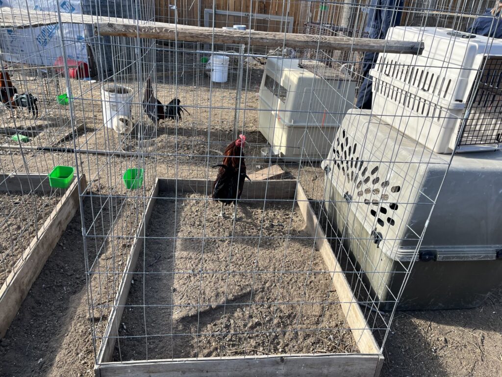 Decomiso de aves en Commerce City: Descubren 77 gallinas y gallos para peleas ilegales