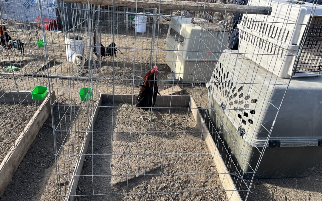 Decomiso de aves en Commerce City: Descubren 77 gallinas y gallos para peleas ilegales