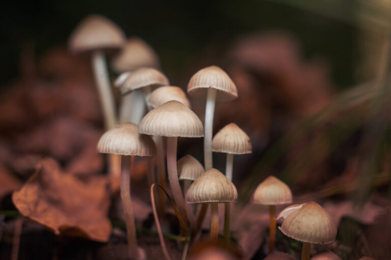Alerta por Hongos Venenosos en San Diego: Peligros de la Amatoxina
