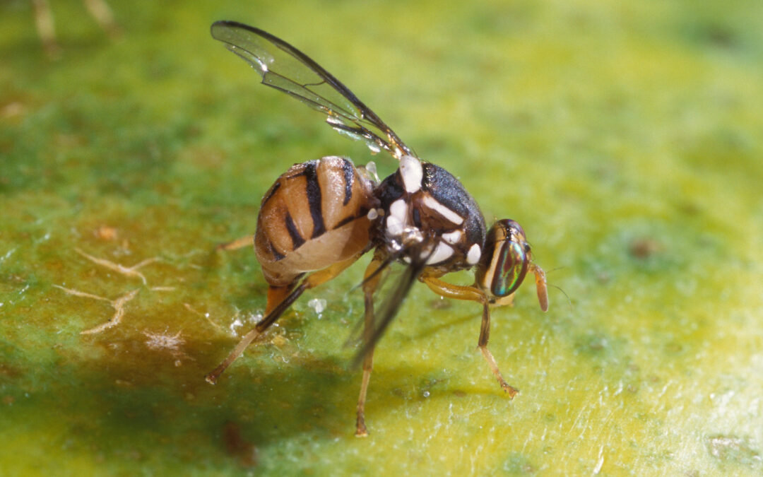 La Mosca Oriental de la Fruta: Una Amenaza Creciente para la Agricultura en California