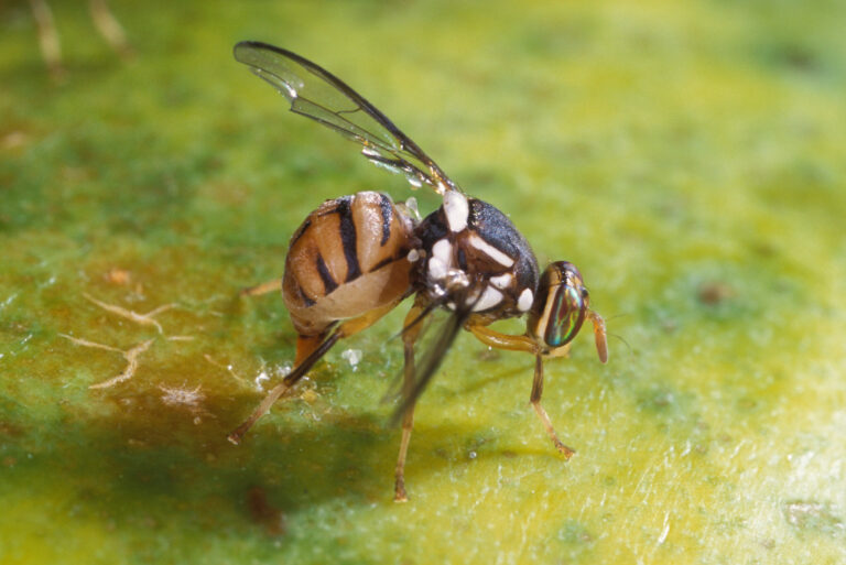 La Mosca Oriental de la Fruta: Una Amenaza Creciente para la Agricultura en California